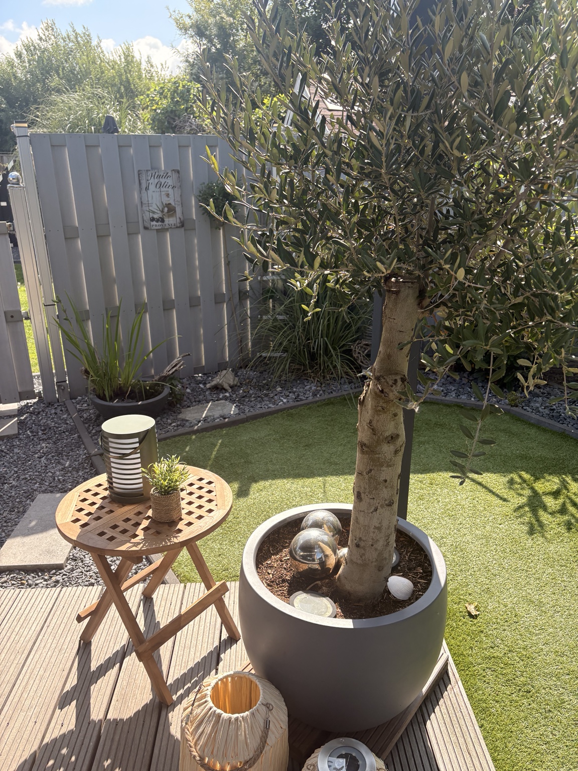 Garten mit Olivenbaum