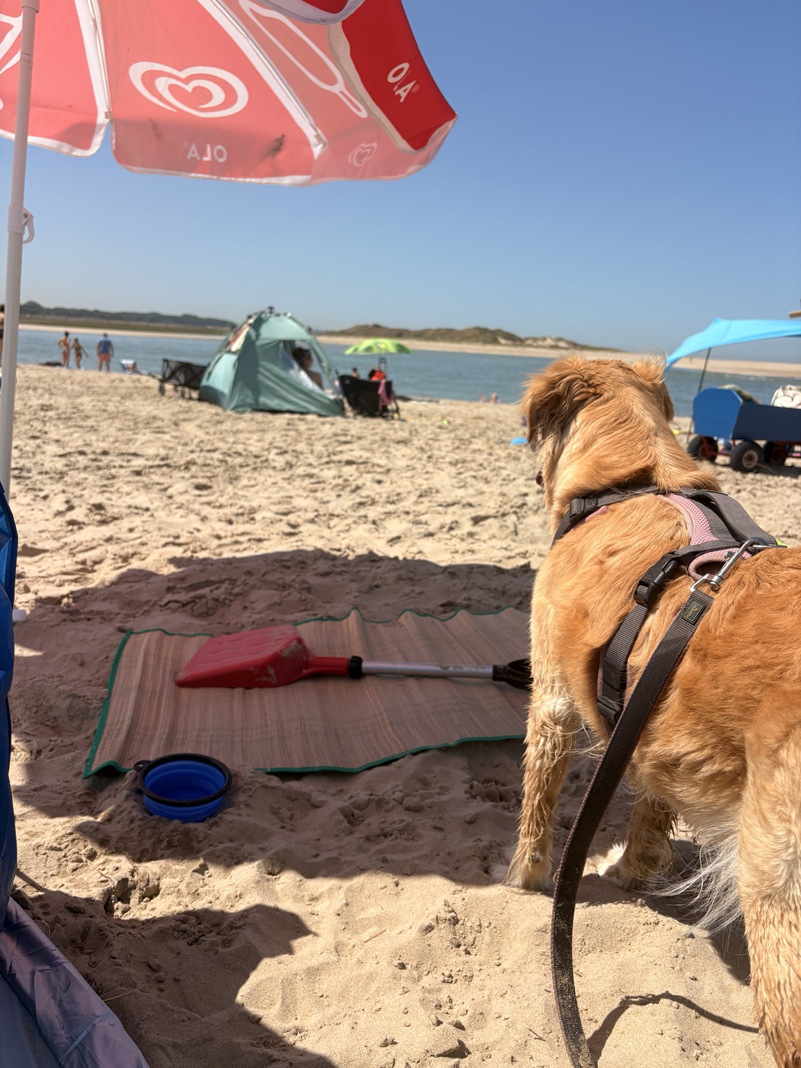 Hund am Strand in Cadzand